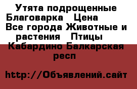 Утята подрощенные Благоварка › Цена ­ 100 - Все города Животные и растения » Птицы   . Кабардино-Балкарская респ.